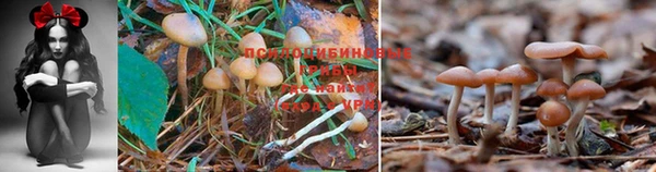 молекула духа Елизово